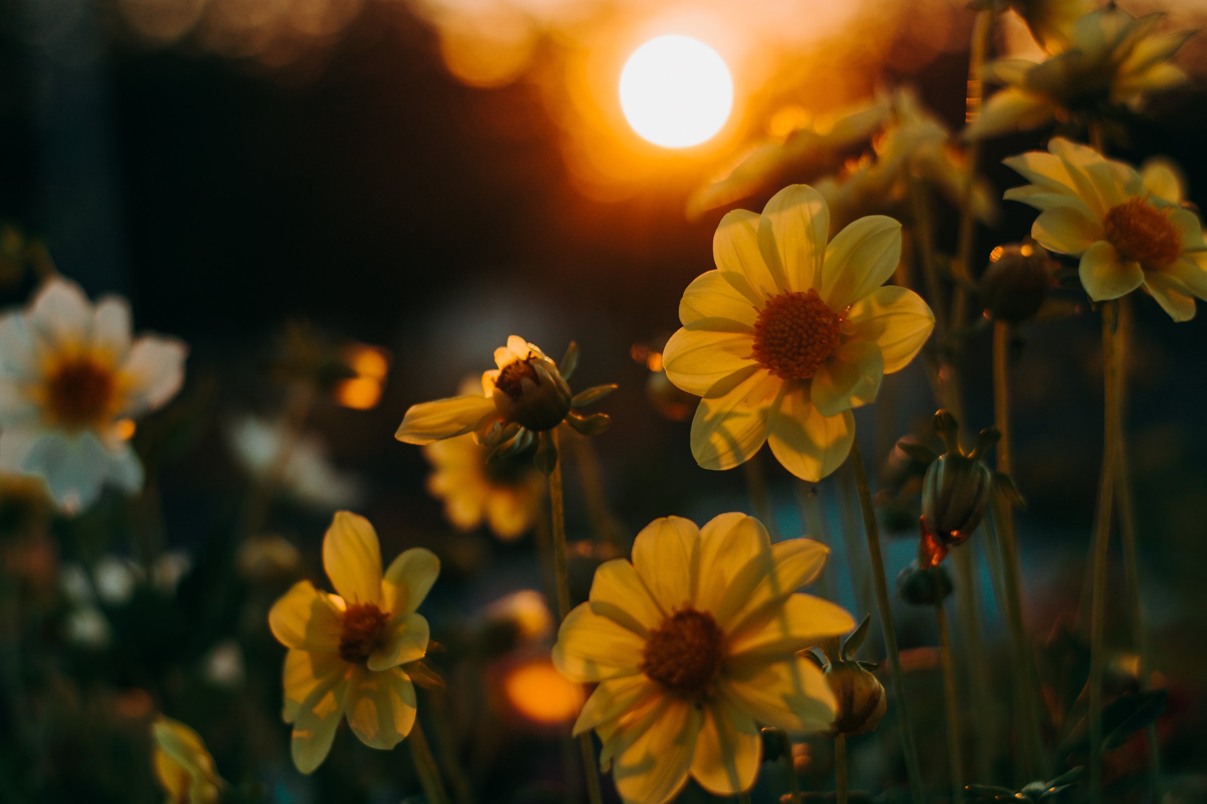 Yellow Petaled Flowers 